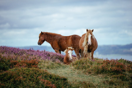 Horses on the heather fieldの写真素材