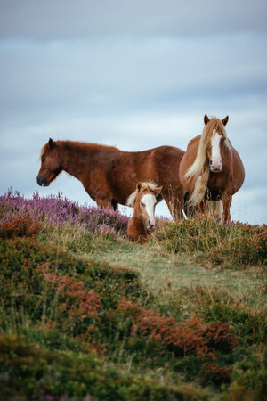 Horses on the heather fieldの写真素材