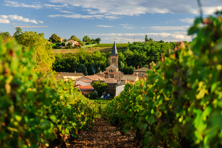Vineyard and the town of Saint Julien, Beaujolais region, Franceの写真素材