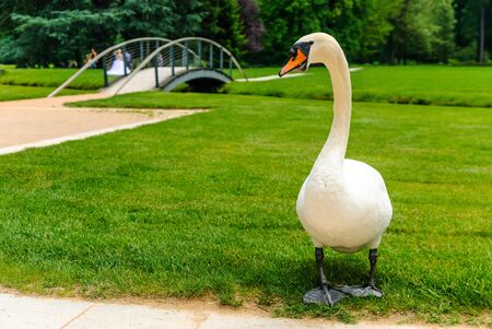 Beautiful swan in the palace of the Chateau de Vizille with wedding photography session in the background, Vizille, Franceの写真素材