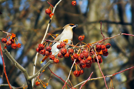 waxwing eating berries with,winter survival, flocks of birds, feeding birds 1の写真素材