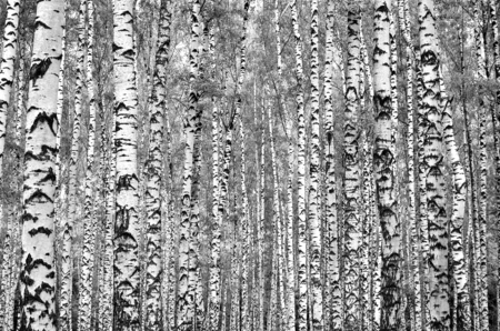 White grey birch trees in the forest in summer, grey grass 1の写真素材