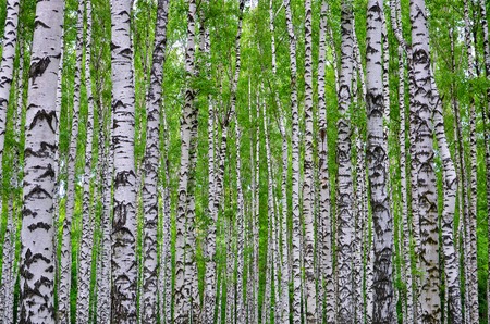 White birch trees in the forest in summer, green grass 1の写真素材