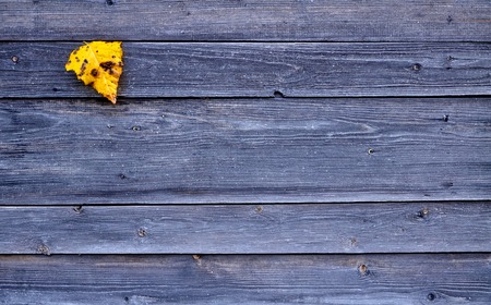 Colorful yellow fallen autumn leaf on wooden gray background 1の写真素材