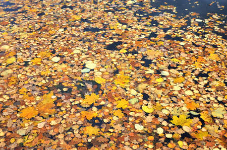 Autumn Scene. Falling colorful, yellow and red maple leaves are lying on the ground in autumnal...