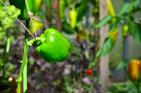 Pepper crop, pepper planting, several peppers growing on a plant in a greenhouse, close-upの写真素材