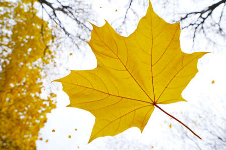 Autumn leaf fall. A yellow-orange maple leaf has fallen from a tree branch and is flying in the windの写真素材
