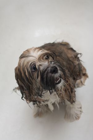 funny puppy after bathing in the bathroomの写真素材