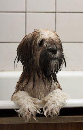 funny puppy after bathing in the bathroomの写真素材