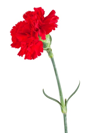 Beautiful red carnation isolated on a white backgroundの写真素材