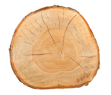 Top view of a birch stump isolated over white backgroundの写真素材