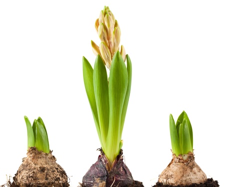 Three bulbs of hyacinth isolated on white backgroundの写真素材