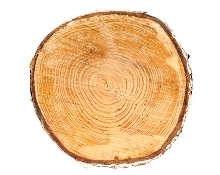 Cross section of tree trunk isolated on white backgroundの写真素材