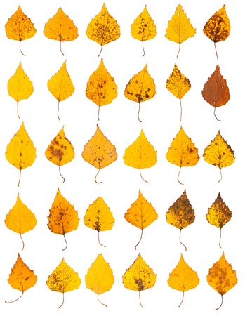 Yellow birch leaves collection isolated on white backgroundの写真素材