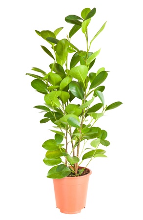 Ficus in the brown pot isolated on white backgroundの写真素材