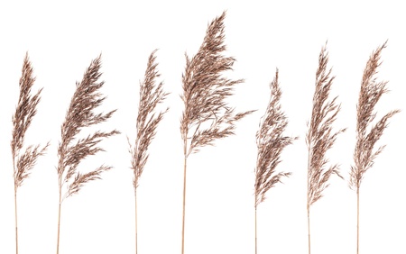 Seven dried bush grass panicles isolated on white background Seven dried bush grass panicles isolated on white background