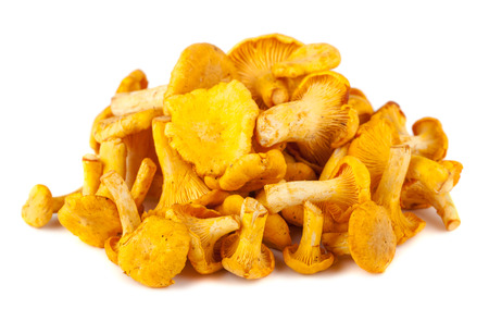 Heap of chanterelle mushrooms isolated on white backgroundの写真素材