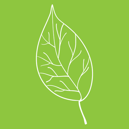 White leaf on green backgroundのイラスト素材