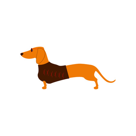 Foxy colored dachshund in glasses with dark lenses and red frame and brown waistcoat decorated with red pattern isolated on white background. のイラスト素材