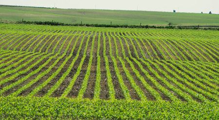 A photo of a field of soybeansの写真素材