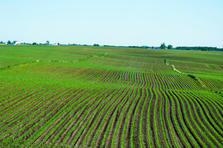 A photo of a field of row cropsの写真素材