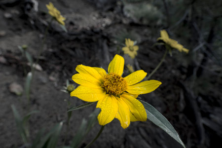 Yellow daisyの写真素材