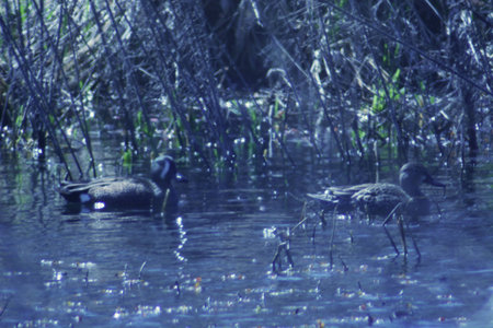 ducks swimming on a pondの写真素材