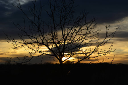 Silhouette of tree in front of sunsetの写真素材