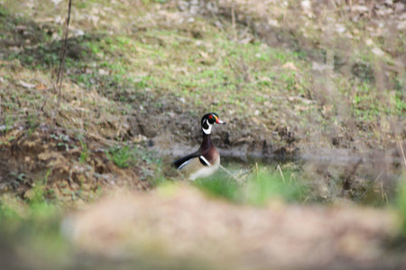 wood duck profileの写真素材