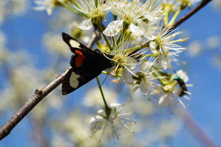 Butterfly on a flowered tree budの写真素材