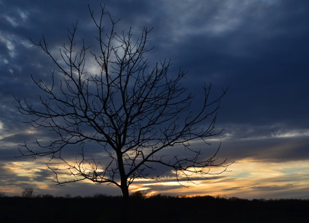 silhouette of tree in front of sunsetの写真素材