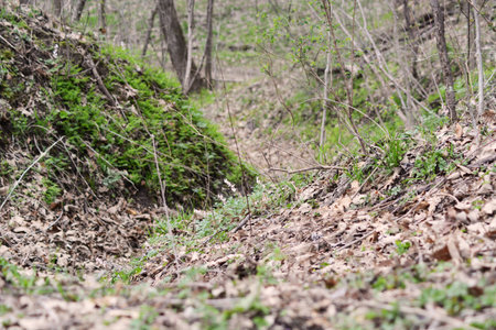 hill in the woodsの写真素材