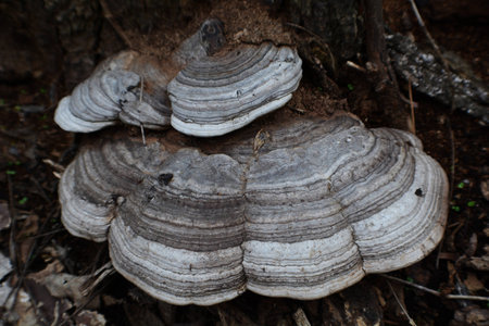 grey mushroomの写真素材