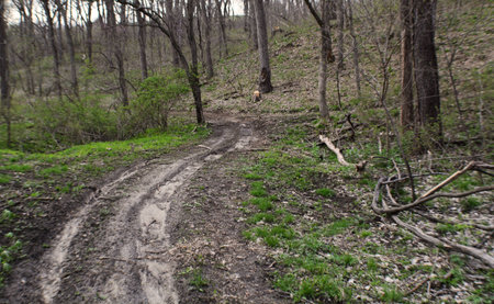 trail leading into the woodsの写真素材