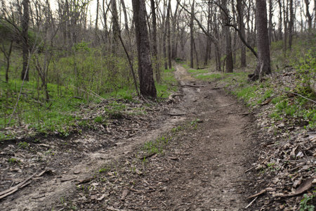 trail leading to the woodsの写真素材