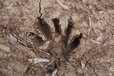 raccoon printの写真素材