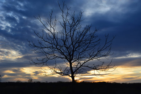 tree in center foreground of sunsetの写真素材