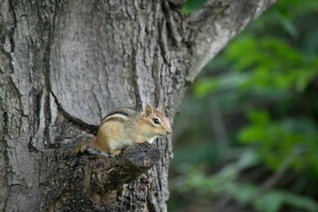 Female chipmunkの写真素材