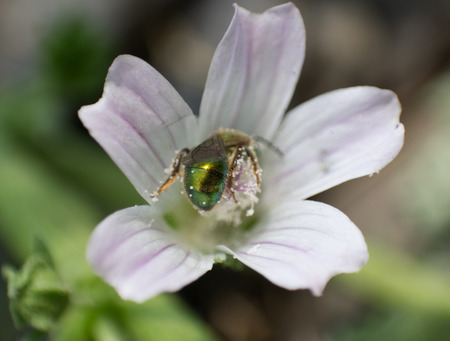 Bug collecting pollenの写真素材