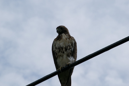Red tailed hawk on power lineの写真素材