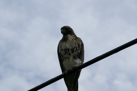Red tailed hawk on power lineの写真素材