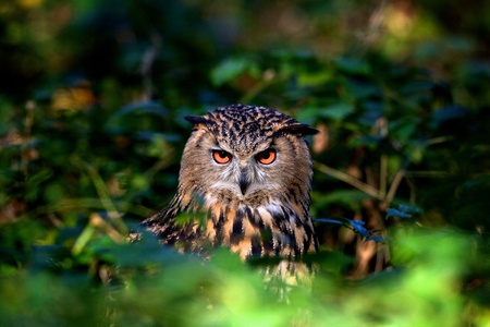 An eagle owl in woodlandの写真素材