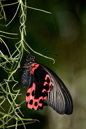 Scarlet swallowtail butterflyの写真素材