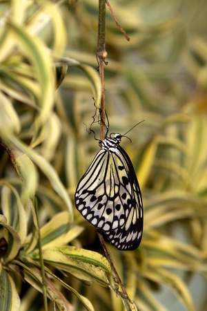 Tree Nymph Butterflyの写真素材