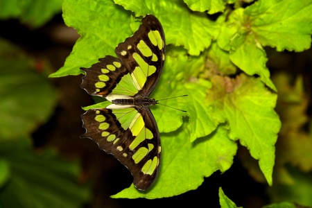 A Malachite butterflyの写真素材
