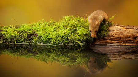 A little cute harvest mouse on an old moss covered log in a reflection poolの写真素材