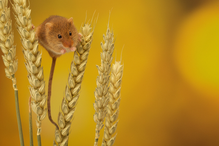 Two cute little harvest mice climbing on wheatの写真素材