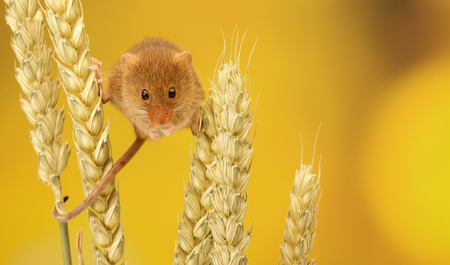 Two cute little harvest mice climbing on wheatの写真素材
