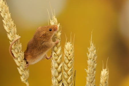 A cute little harvest mouse climbing on wheatの写真素材