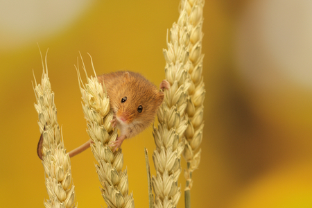 A cute little harvest mouse climbing on wheatの写真素材